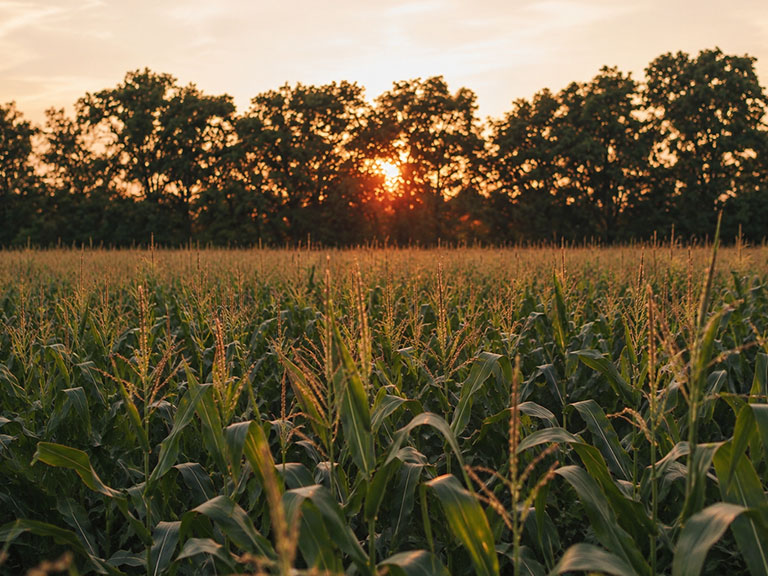 Corn Maze Express